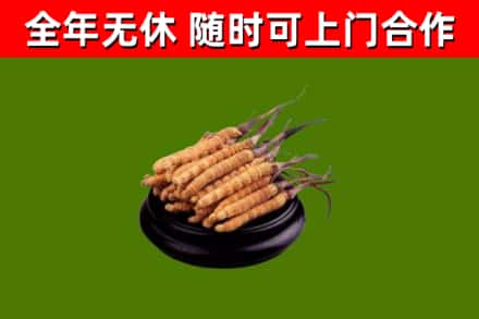 达州回收冬虫夏草