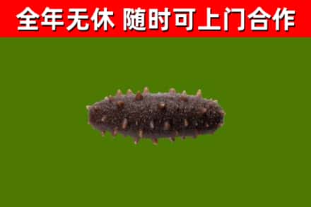 达州回收海参干